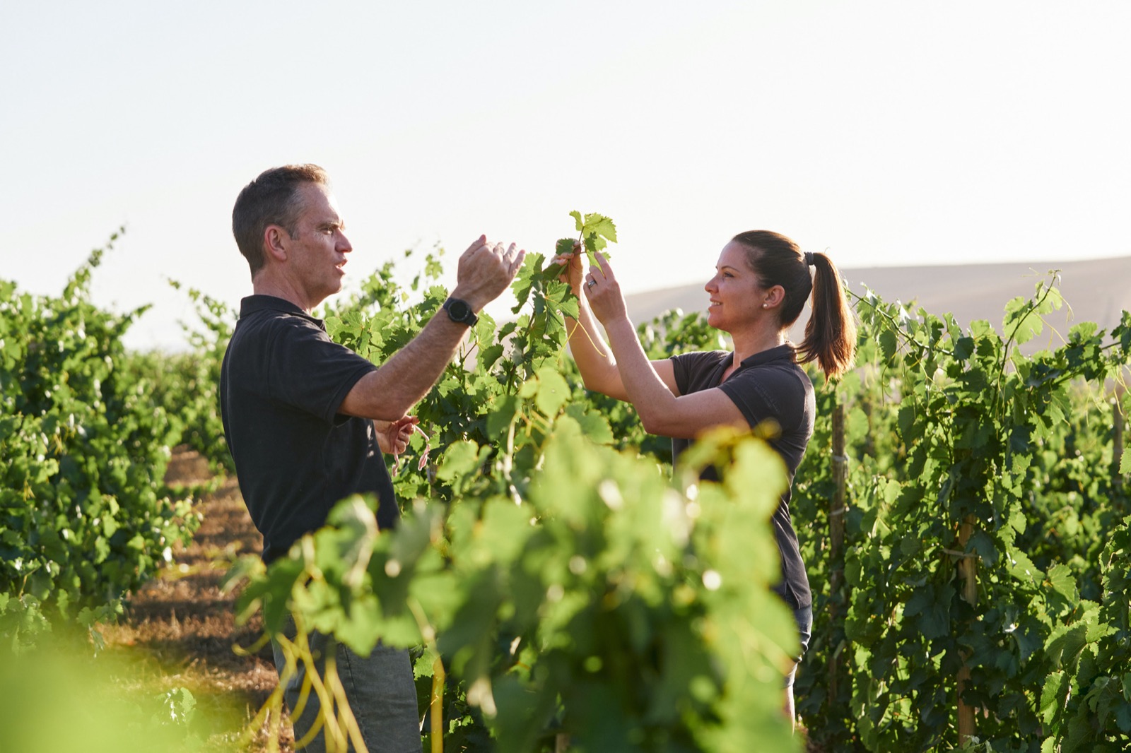 Discover the Stellenbosch Mountain Hike Experience
