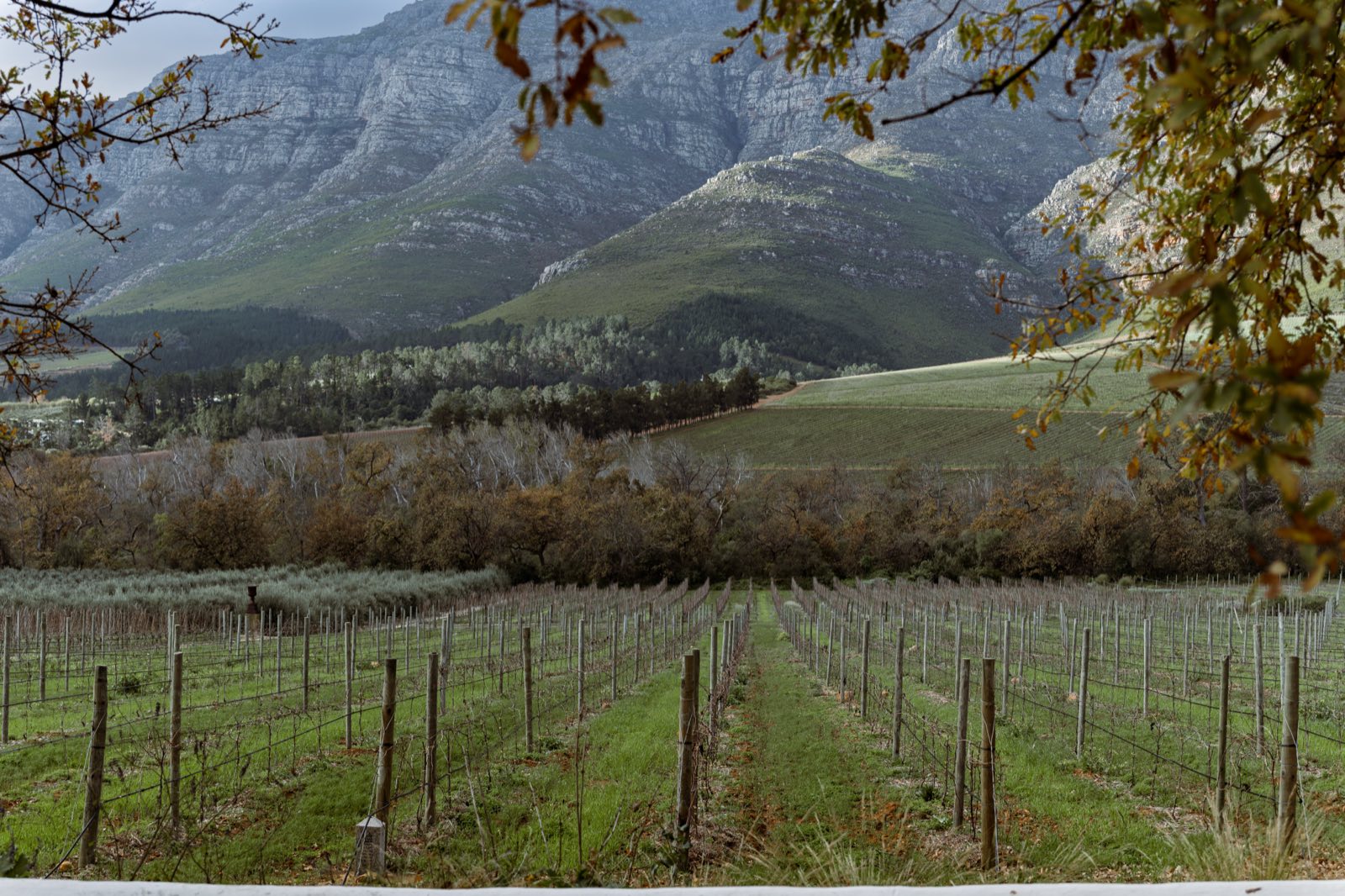 The Best Time of Year to Visit the Cape Winelands