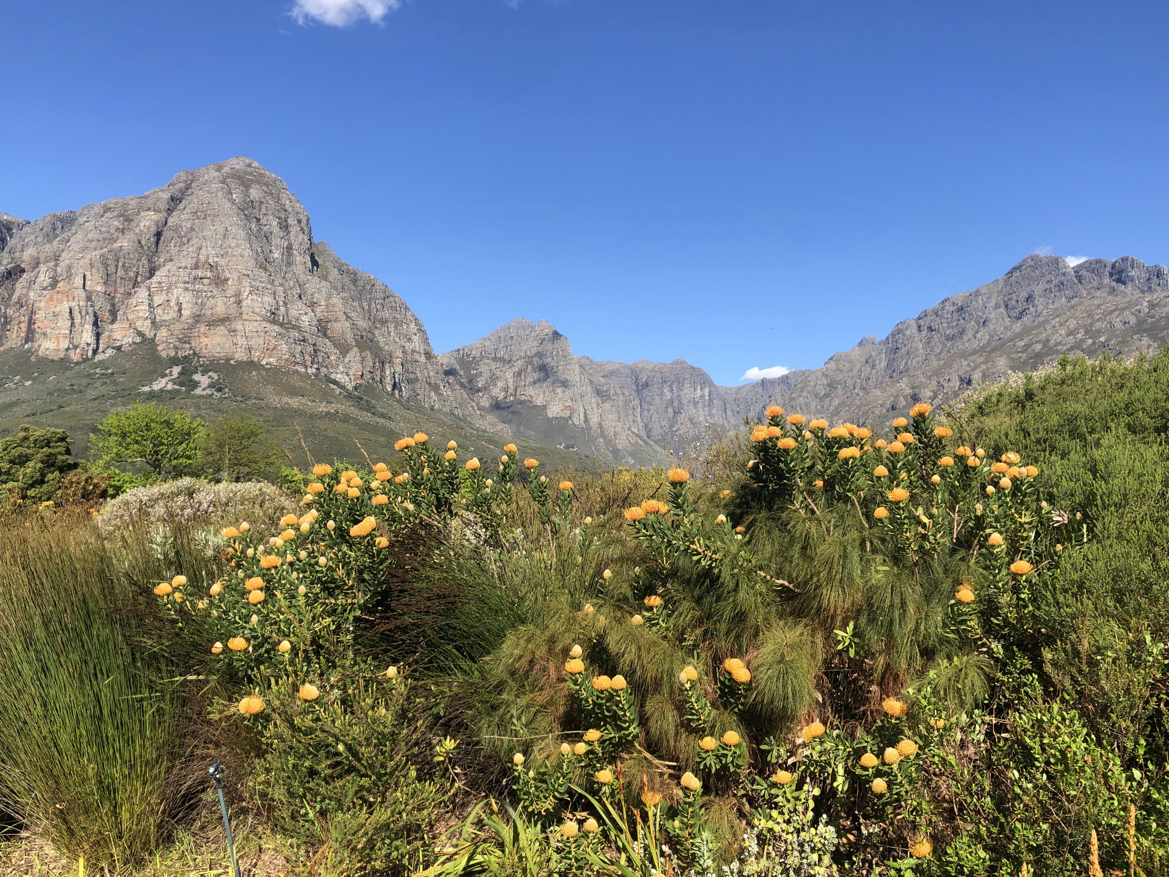 Yellow pincushion proteas in bloom with Stellenbosch mountain peaks behind