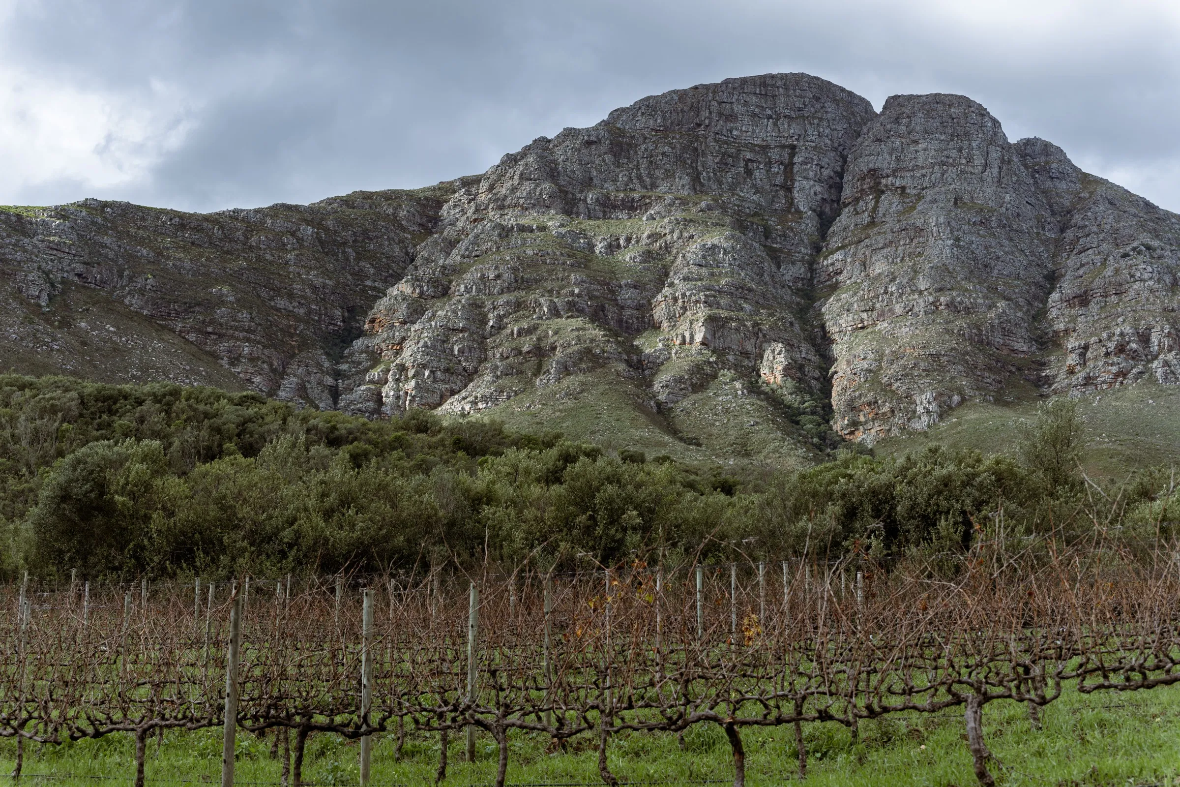 Stellenbosch mountains rising above the vineyards