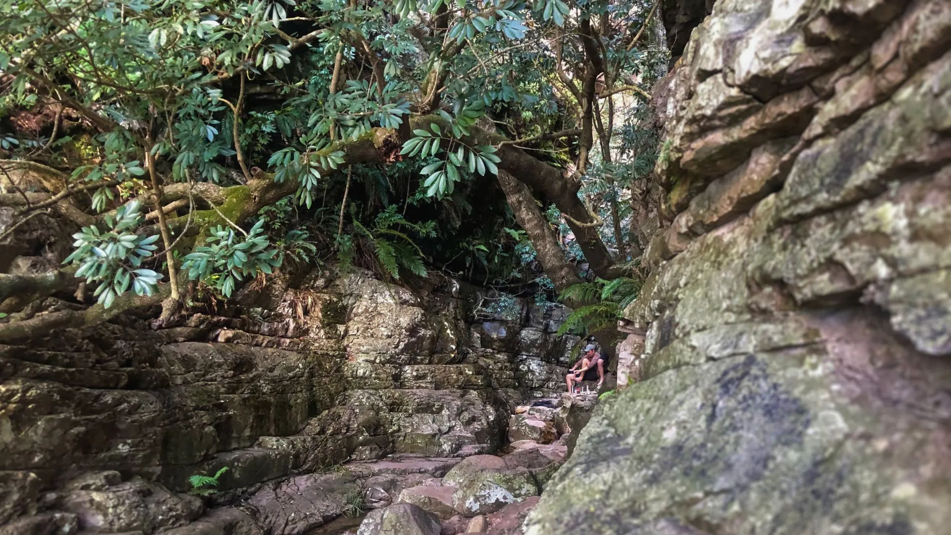 Rocky path through Eden Forest, Stellenbosch