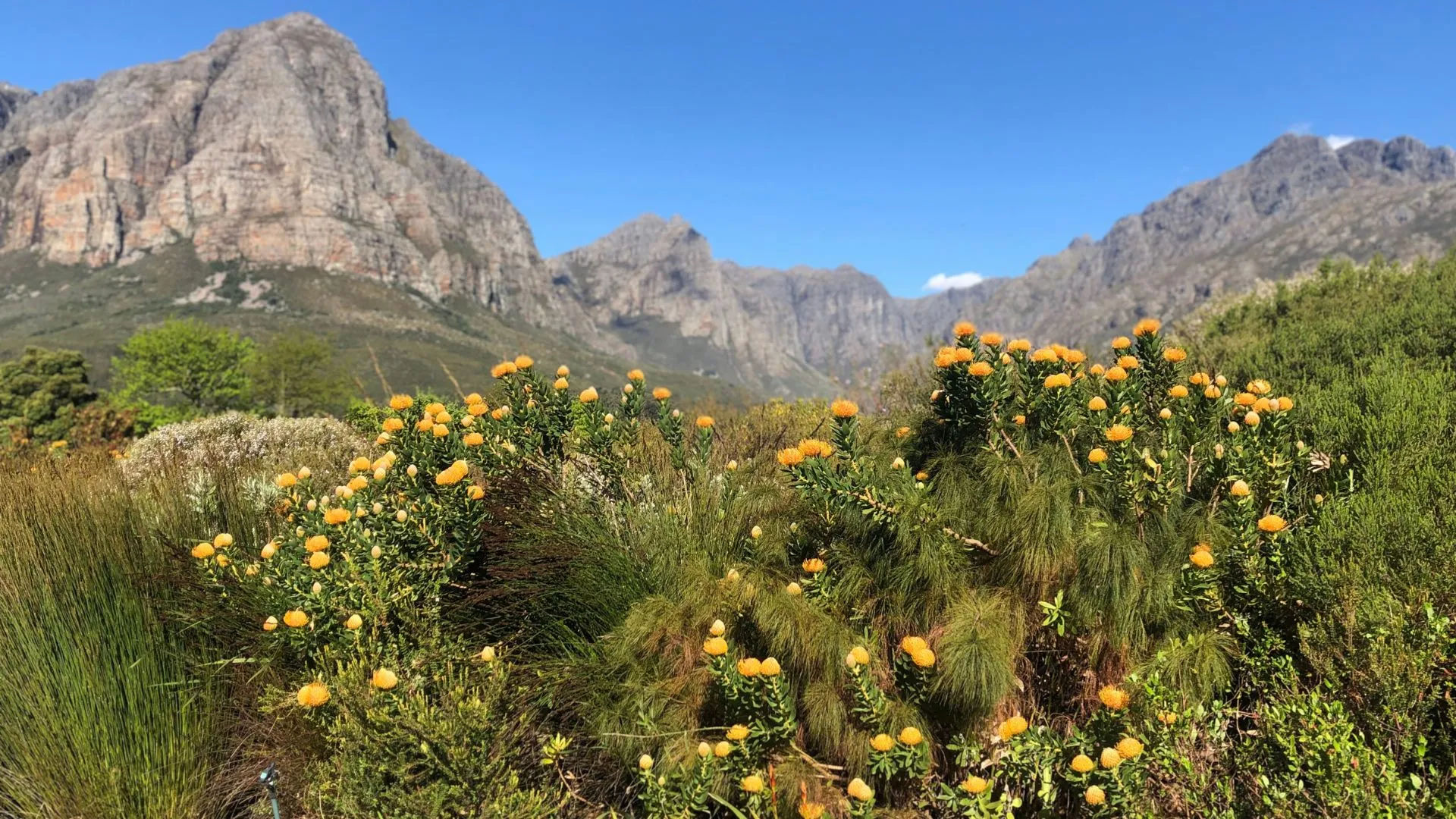 Proteas in bloom with Stellenbosch mountain backdrop