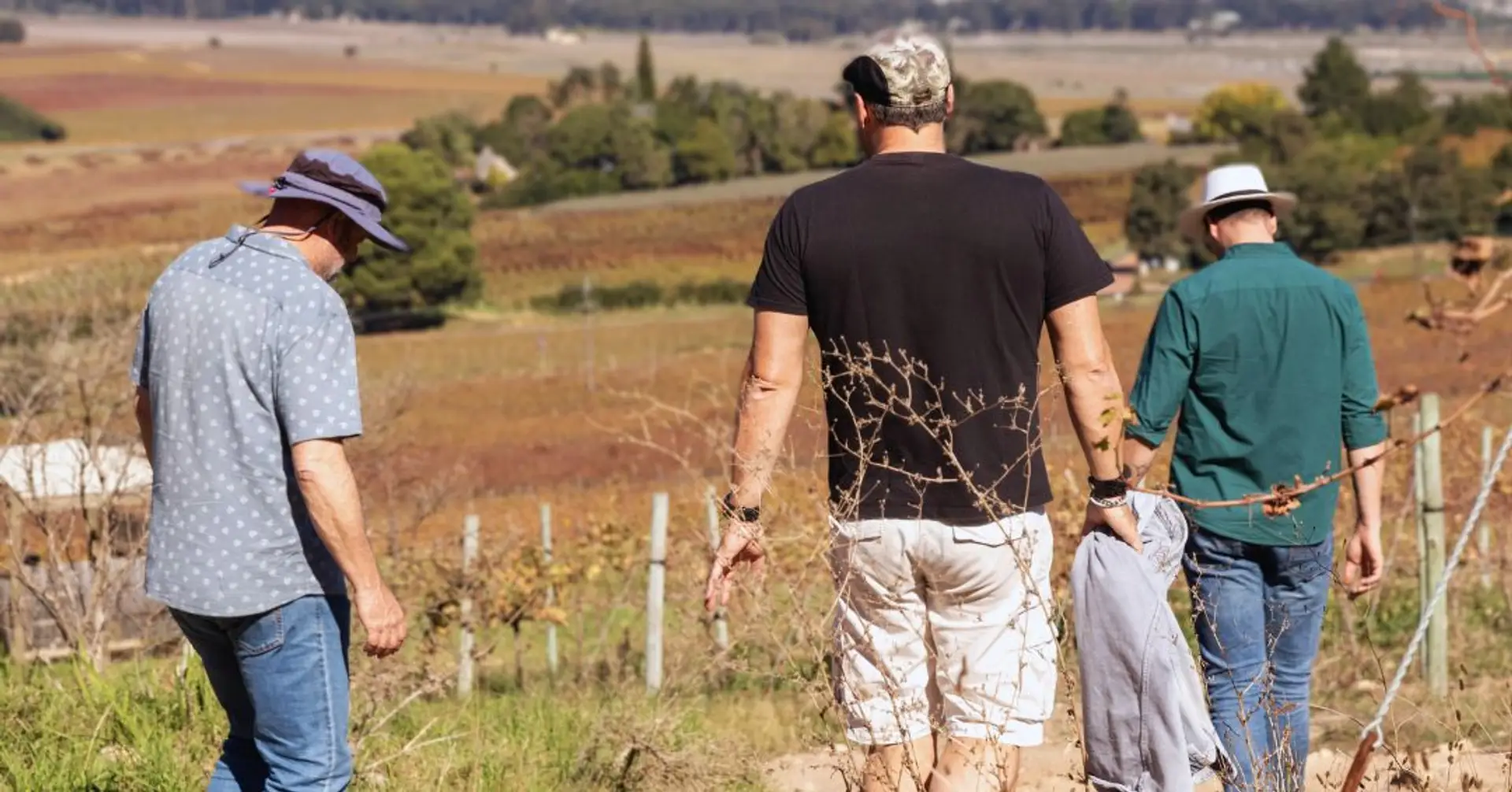 Three guests walking through Stellenbosch vineyards