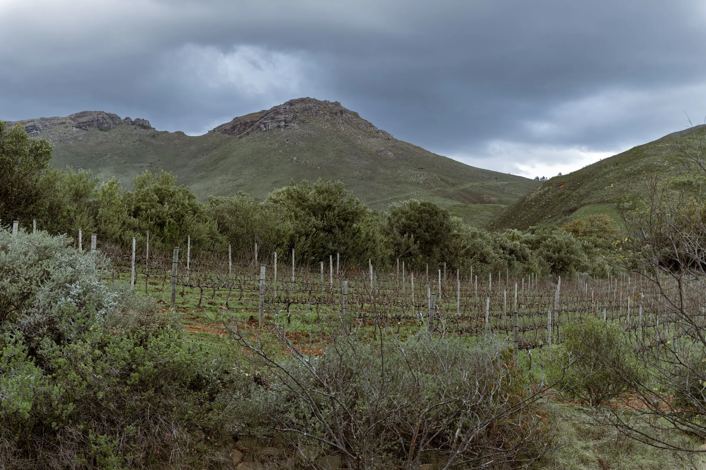 Cape Winelands valley and vineyards under cloud