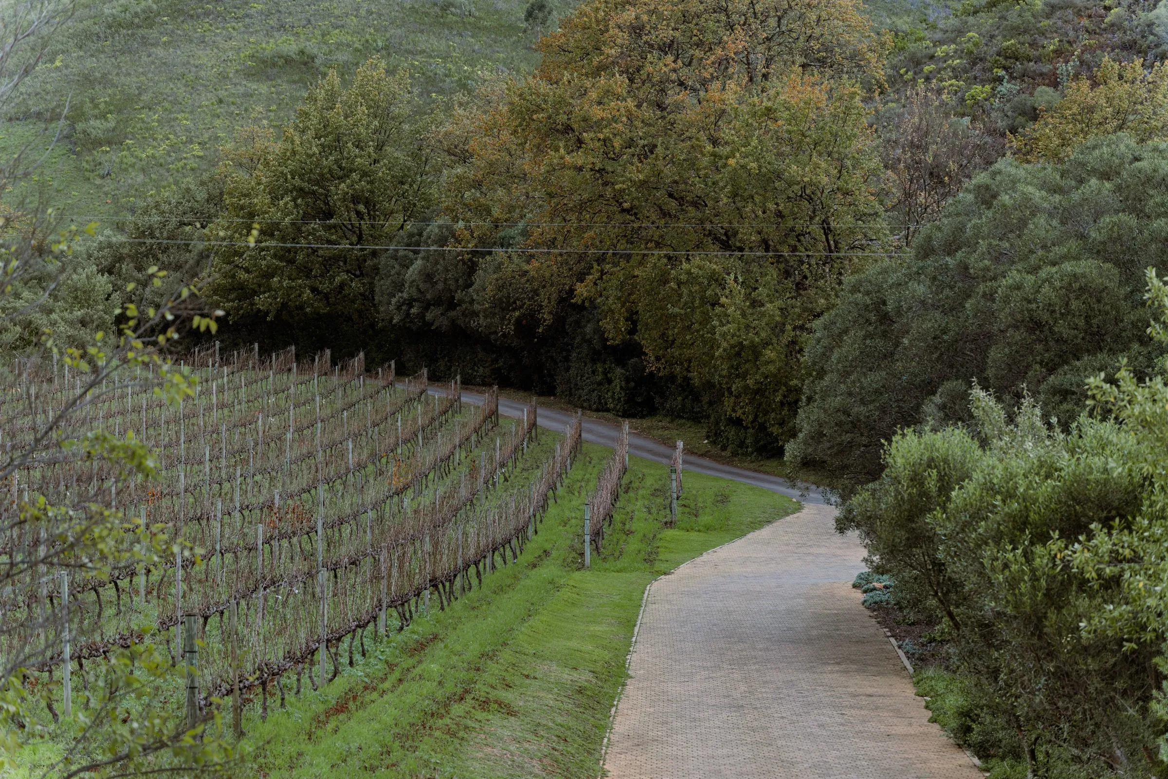 Vineyard rows beside a walking path, Stellenbosch