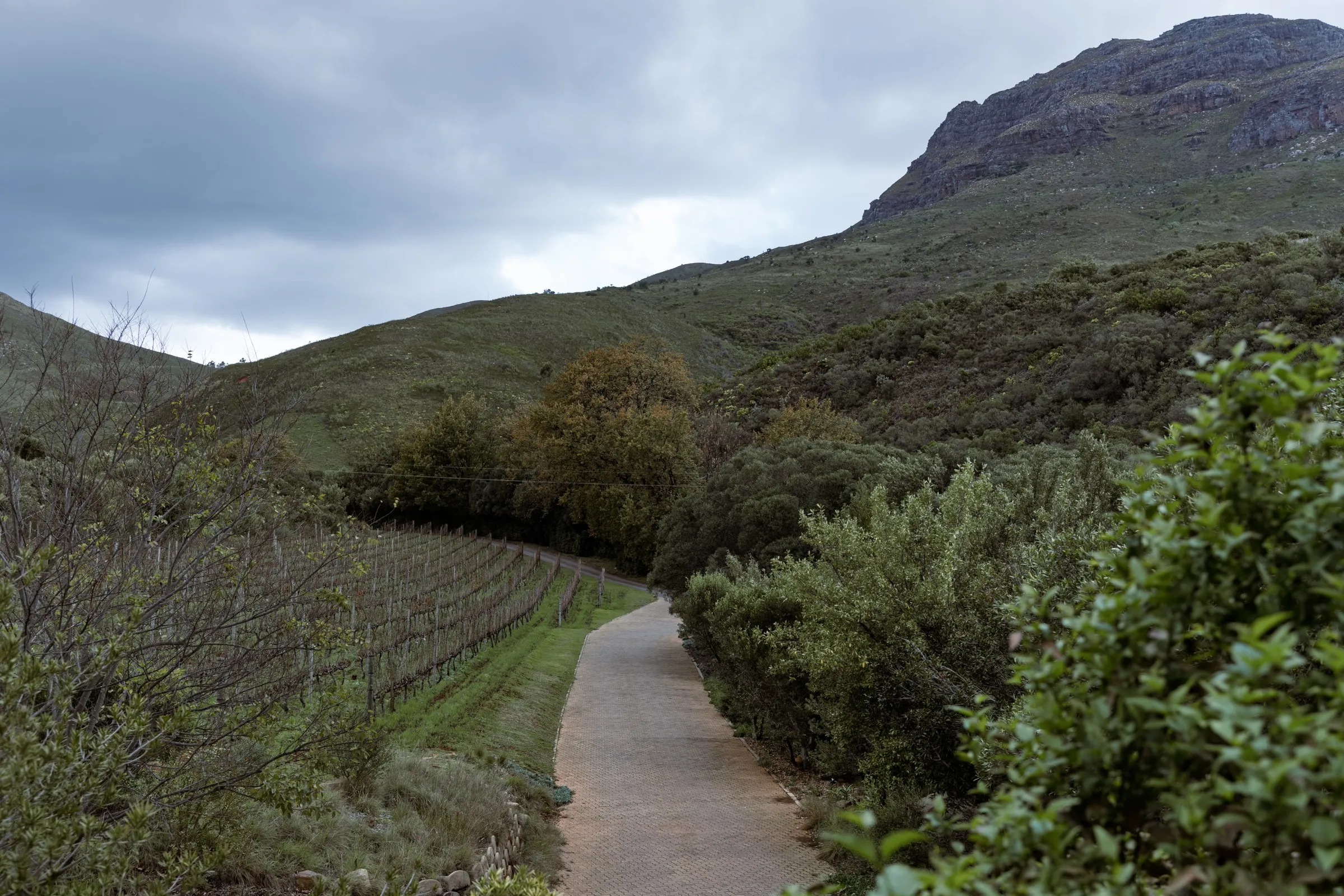 Walking path winding through the vineyards toward the mountain