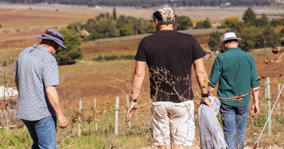 Guests walking through autumn vineyards in Stellenbosch