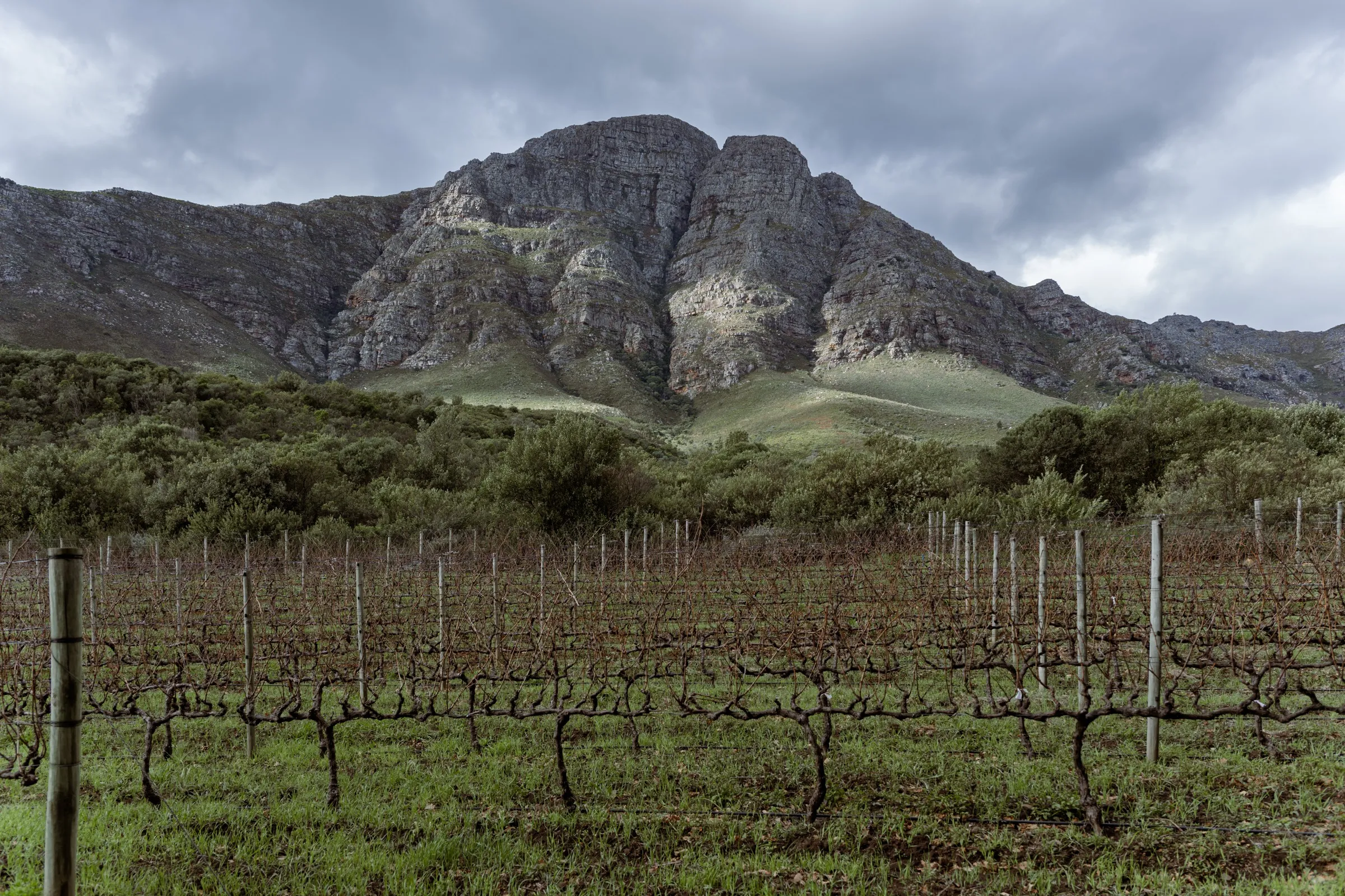 Winter vineyard beneath the Stellenbosch mountains